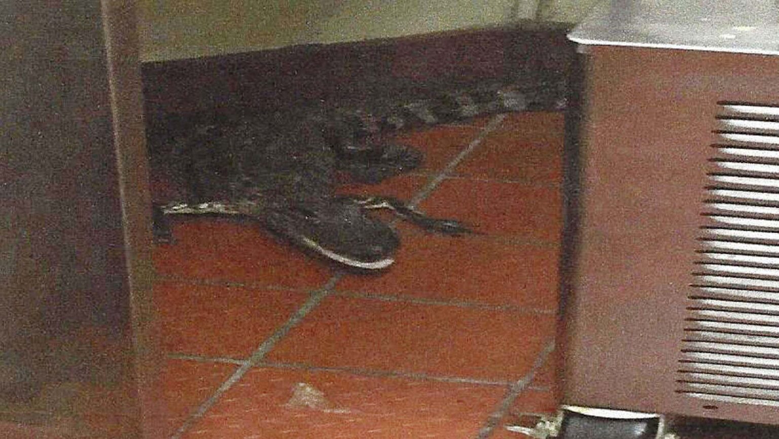 Florida man birthday october 31 a florida man went down a 30 foot