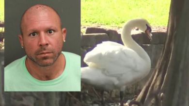 A man from Florida was practicing karate against the swans, according to people around