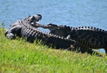 A Florida man said alligators get to know each other during mating season