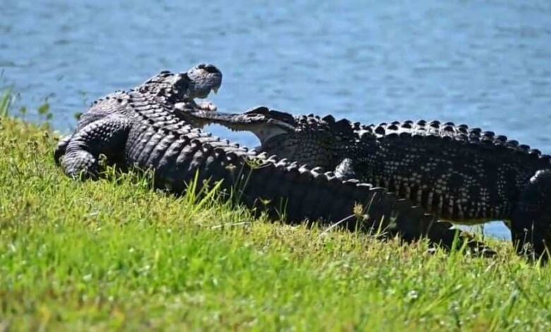 A Florida man said alligators get to know each other during mating season