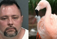 The man who was the suspect in the death of Flamingo Pinky died as a result of a traffic accident