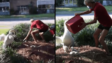 A Florida man has been accused of taking baby swans from Lake Orlando