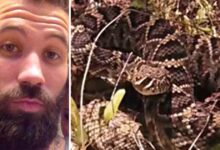 A Florida man was bitten by a rattlesnake