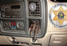Finding a boiled alligator foot stuck in a dashboard, authorities have sued a Florida man