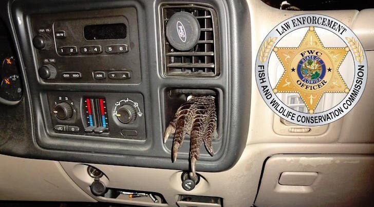 Finding a boiled alligator foot stuck in a dashboard, authorities have sued a Florida man