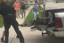 An alligator hit a man while it was running away in Florida