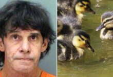 Brutality knows no bounds: Florida man arrested for deliberately crushing ducklings playing in a puddle