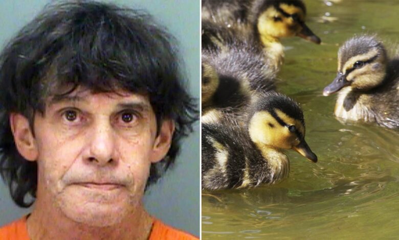 Brutality knows no bounds: Florida man arrested for deliberately crushing ducklings playing in a puddle