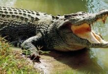 A Florida man threw an alligator he stole from the golf course onto the roof of the cocktail lounge
