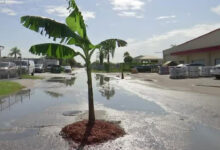 A Florida man tried to plant a banana tree in the middle of the road because he was tired of potholes