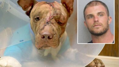 A Florida man stabbed the puppy 50 times, then put it in the suitcase and tortured it