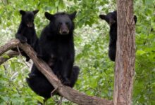 Florida man accused of breaking the law and killing a black bear cub