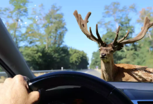 A Florida man was arrested for intentionally running over a deer. He faced different charges, including animal cruelty and ignoring traffic rules.